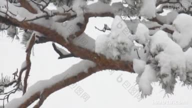 积雪覆盖的<strong>松树</strong>背景下的飘落的雪